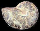Sliced, Agatized Ammonite Fossil (Half) - Jurassic #54044-1